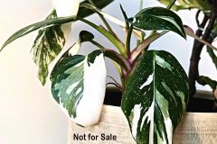 Philodendron - White Princess.