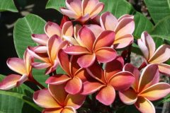 Plumeria George Brown.