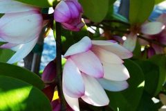 Michelia 'Fairy Blush (Fairy Magnolia)