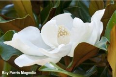 Kay Parris Magnolia