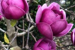 MAGNOLIA BLACK TULIP