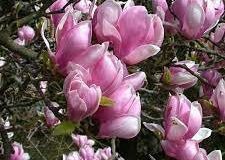 TULIP MAGNOLIA