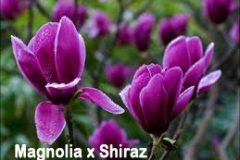 Magnolia x Shiraz