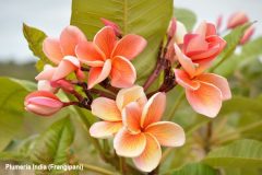 Plumeria India (Frangipani)