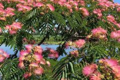 Albizia julibrissin rosea (Peruvian Lily)