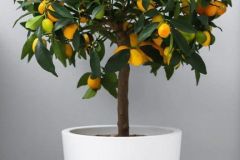 Nagami Kumquat