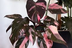 Philodendron Pink Princess