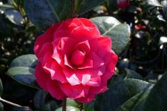 Camellia Red Red Rose (Japonica Camellia)