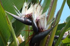 Strelitzia nicolai Giant Bird of Paradise.