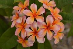 Plumeria Monsoon (Frangipani)