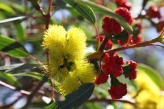 Eucalyptus erythrocorys Illyarrie / Red Cap Gum Tree 